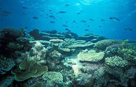 Gulf of Mannar Marine National Park